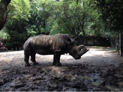 Fallece en el Zoológico de Chapultepec el rinoceronte Khartoum