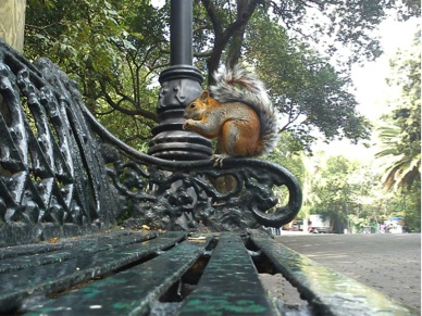 Rescata la Sedema Parque “El Mexicanito” en el Bosque de Chapultepec