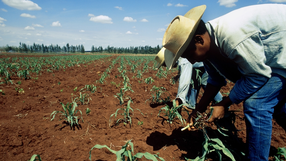 Campo mexicano: botín de muchos