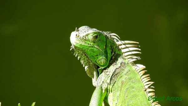 Divagación sobre las iguanas