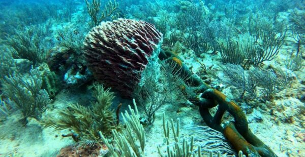 Barco que transporta material para el Tren Maya dañó corales en zona natural protegida