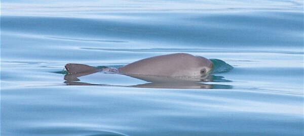 Sancionan a México por no hacer lo necesario para proteger a la Vaquita marina