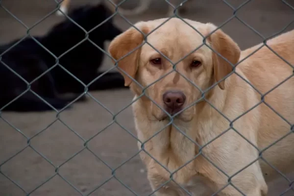 «Delfina dio la orden de matar 3 mil perritos»