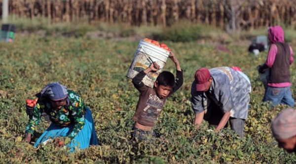 Trabajan 3,2 millones menores de entre 5 y 17 años en México, revela estudio del Senado