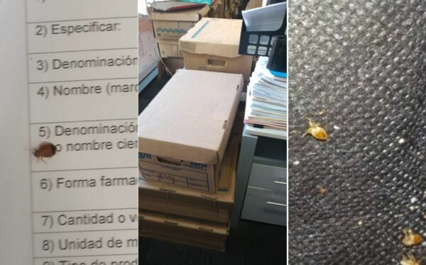 ¡Para Rípley! Cofepris cierra oficinas en la CDMX por estar infestadas de chinches y cucarachas