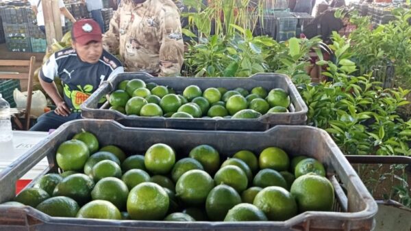 Profeco le hace el caldo gordo a AMLO: “Es mentira la violencia del narco contra limoneros en Michoacán”