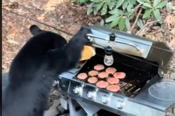 ¡De agasajo! Oso devora carne para hamburguesas y deja sin cena a una familia en EU