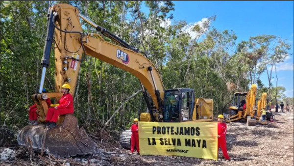 ¡AMLO el ecocida! por Tren Maya derribaron 10 millones de árboles en la selva