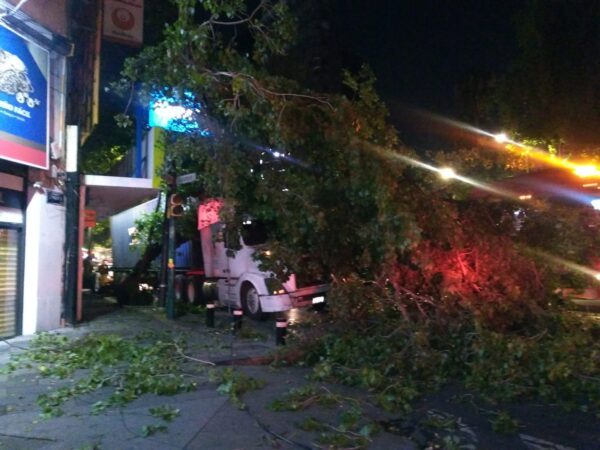 ¡Imprudencia! Tráiler arranca árbol y cables de luz al circular sobre Insurgentes sur