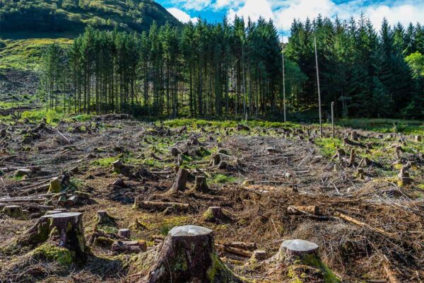 Degradación ambiental en México ha tenido un costo equivalente al 4,1 % del PIB