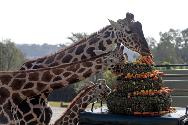 La jirafa Benito se integró a su nueva familia con la que compartió un pastel de zanahoria y manzana