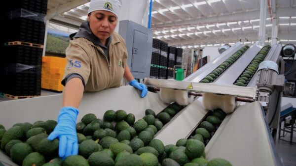 Para el Super Bowl, México enviará a EU más de 130 mil toneladas de aguacate