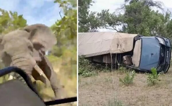 Muere una estadounidense tras ataque de un elefante durante safari en Zambia