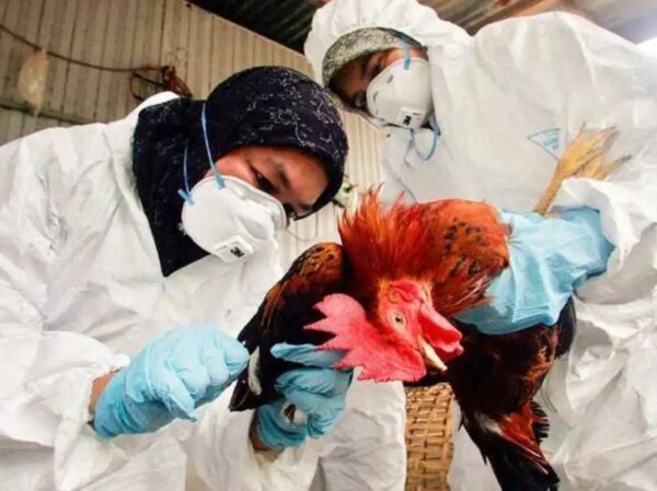 OMS reporta en México primera muerte humana en el mundo por gripe aviar H5N2